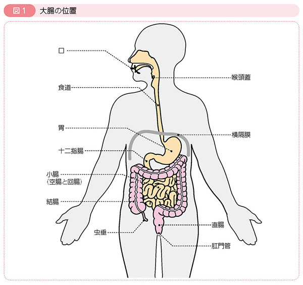 図1 大腸の位置