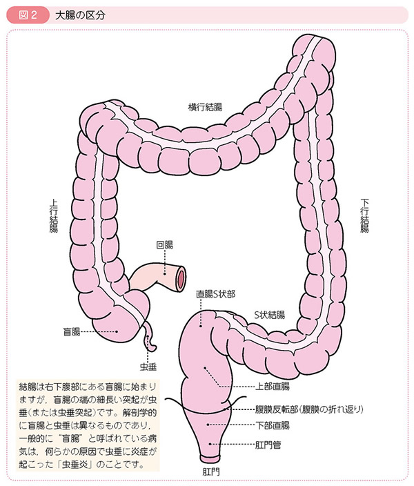 図2 大腸の区分