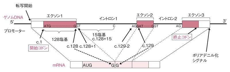 付録図3　遺伝子の構造とバリアント表記法