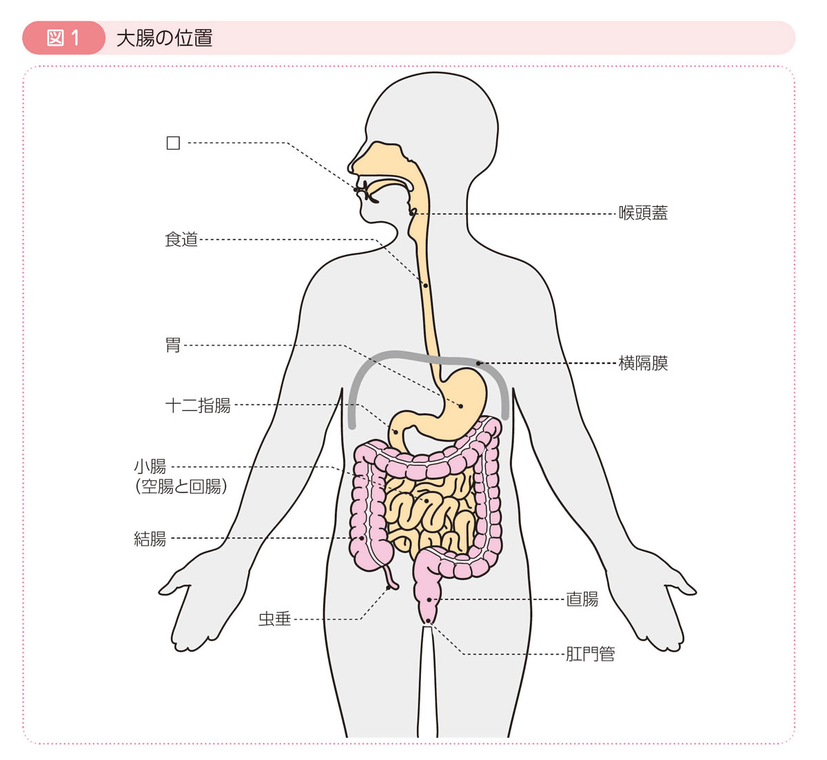 図1 大腸の位置