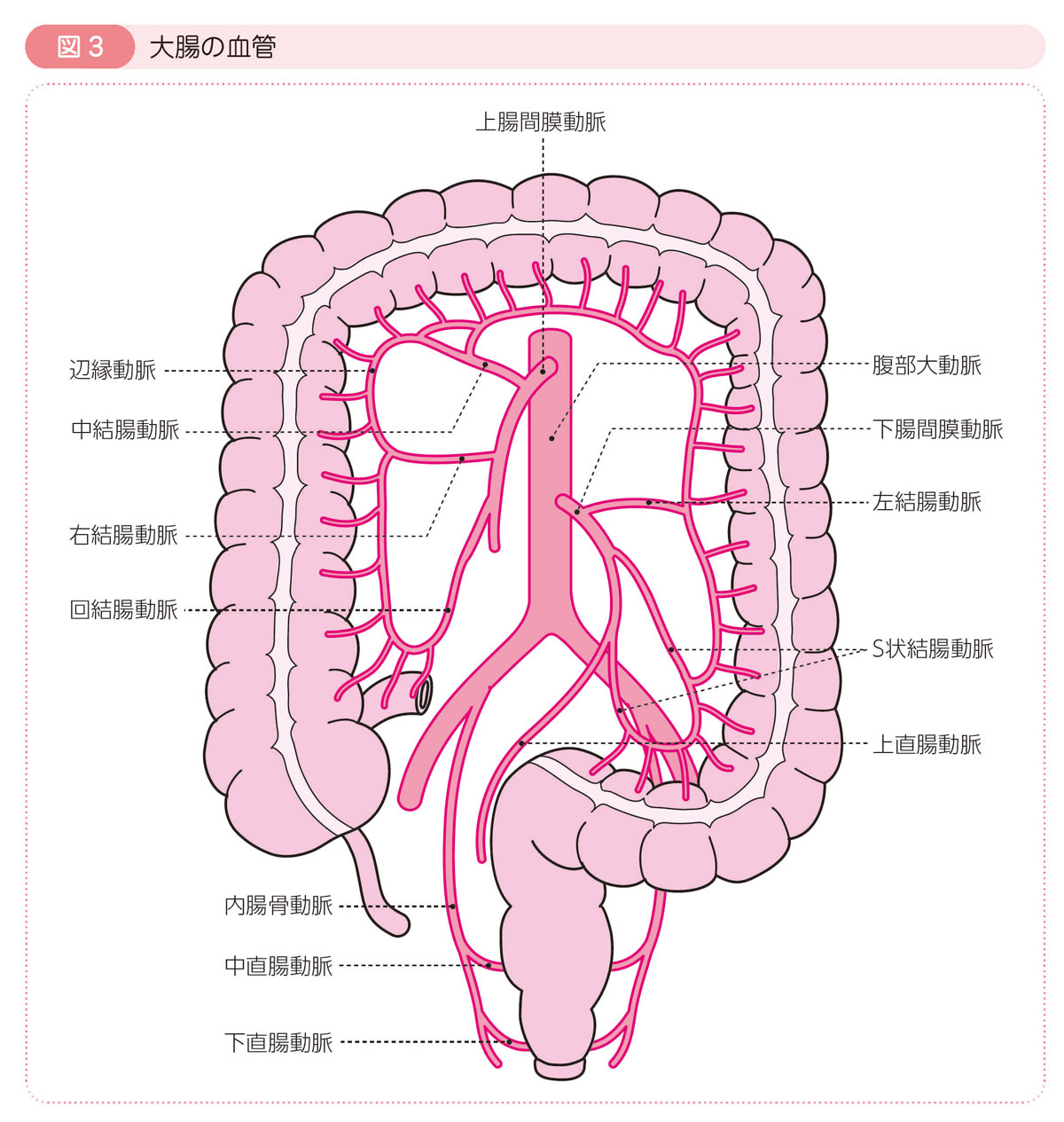 図3 大腸の血管