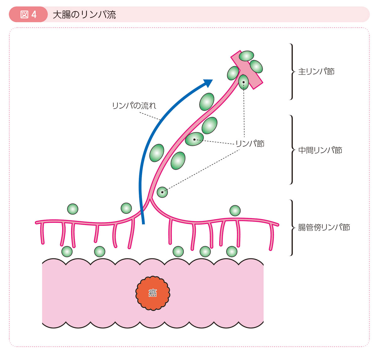 図4 大腸のリンパ流