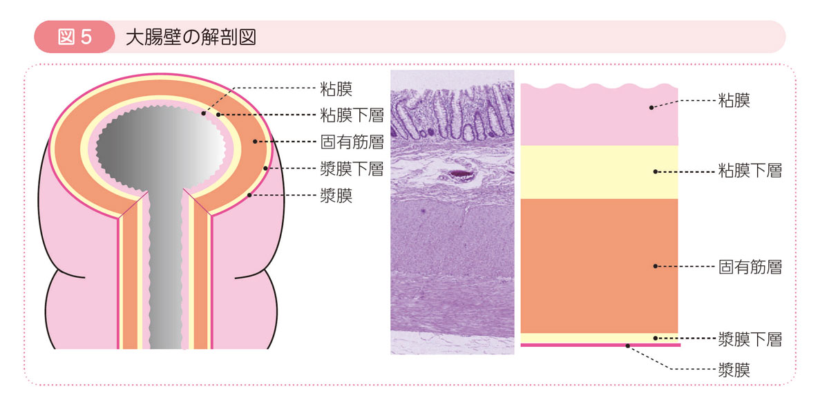 図5 大腸壁の解剖図