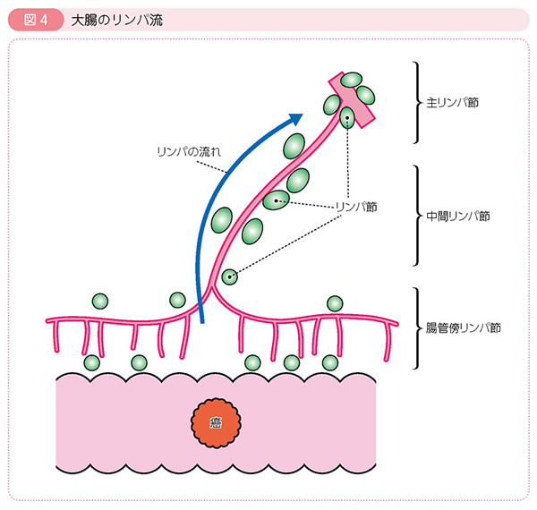 図4 大腸のリンパ流