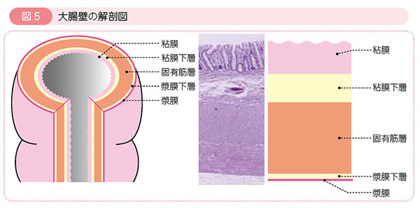 図5 大腸壁の解剖図