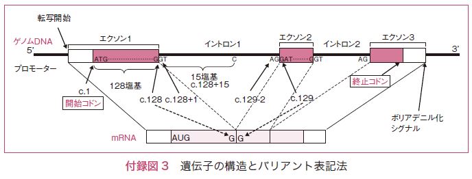 付録図3　遺伝子の構造とバリアント表記法