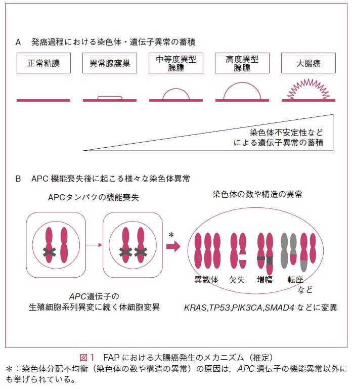 図1　FAPにおける大腸癌発生のメカニズム（推定）