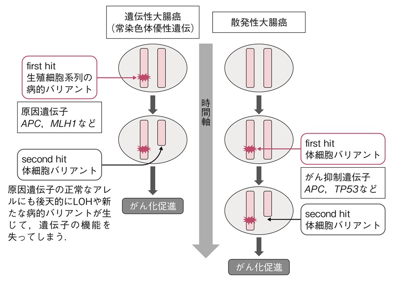 図2　Knudsonのがん抑制遺伝子のtwo-hit説によるがん化のメカニズム