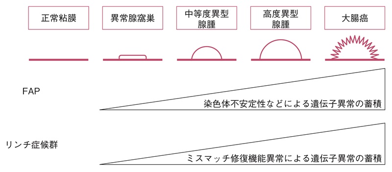 図3　FAPとリンチ症候群の代表的ながん化のメカニズム