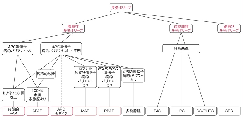 図5 遺伝性大腸ポリポーシス 診断のフローチャート