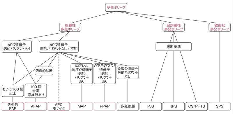 図5　遺伝性大腸ポリポーシス　診断のフローチャート