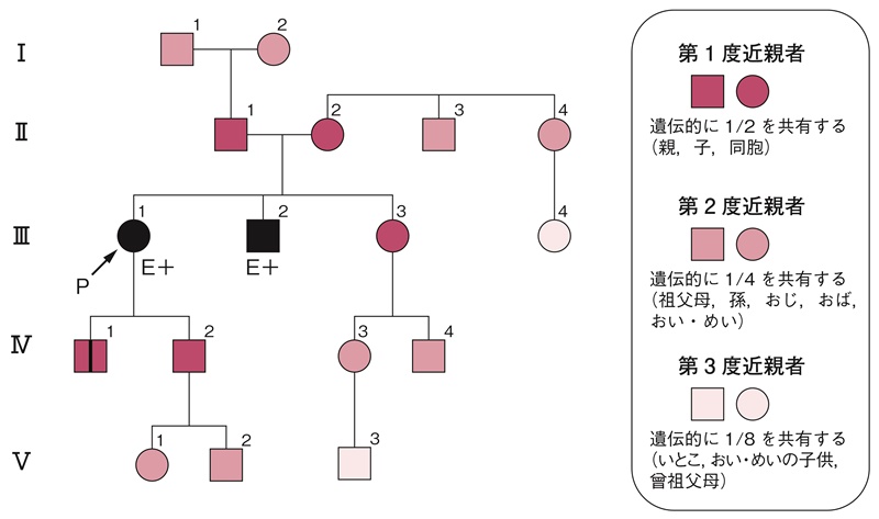 付録図2　発端者からみた第1，第2，第3度近親者