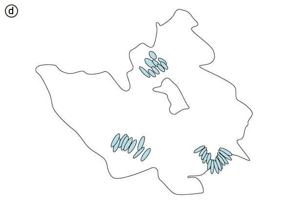 bにみられる柵状配列の模式図。