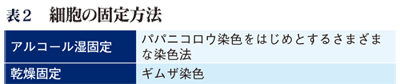 細胞の固定方法